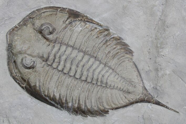 Dalmanites Trilobite Fossil - New York #357131
